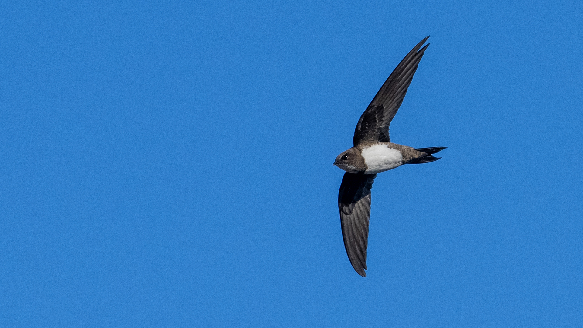 Alpine Swift